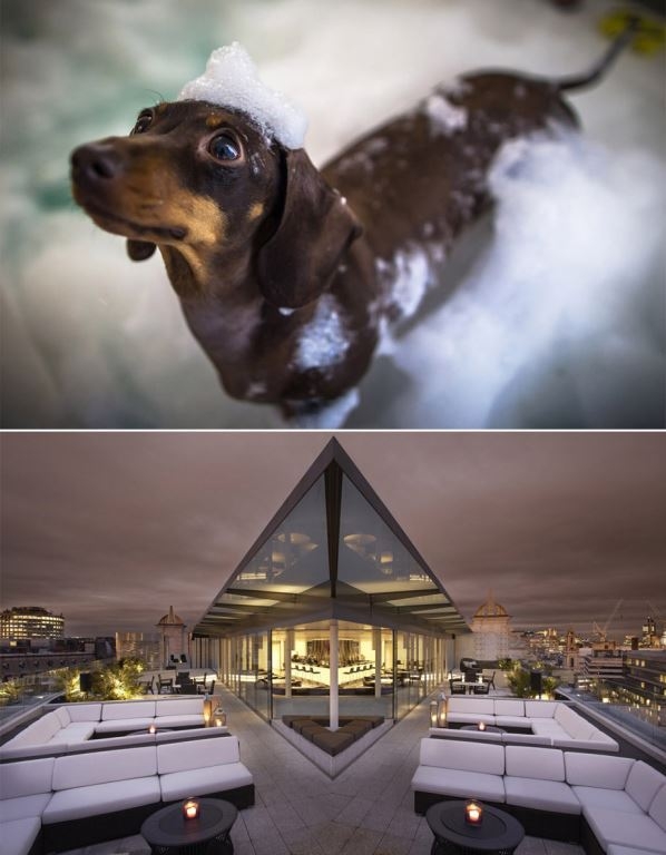 Luxushotel ME London verwöhnt Hunde mit Anspruch