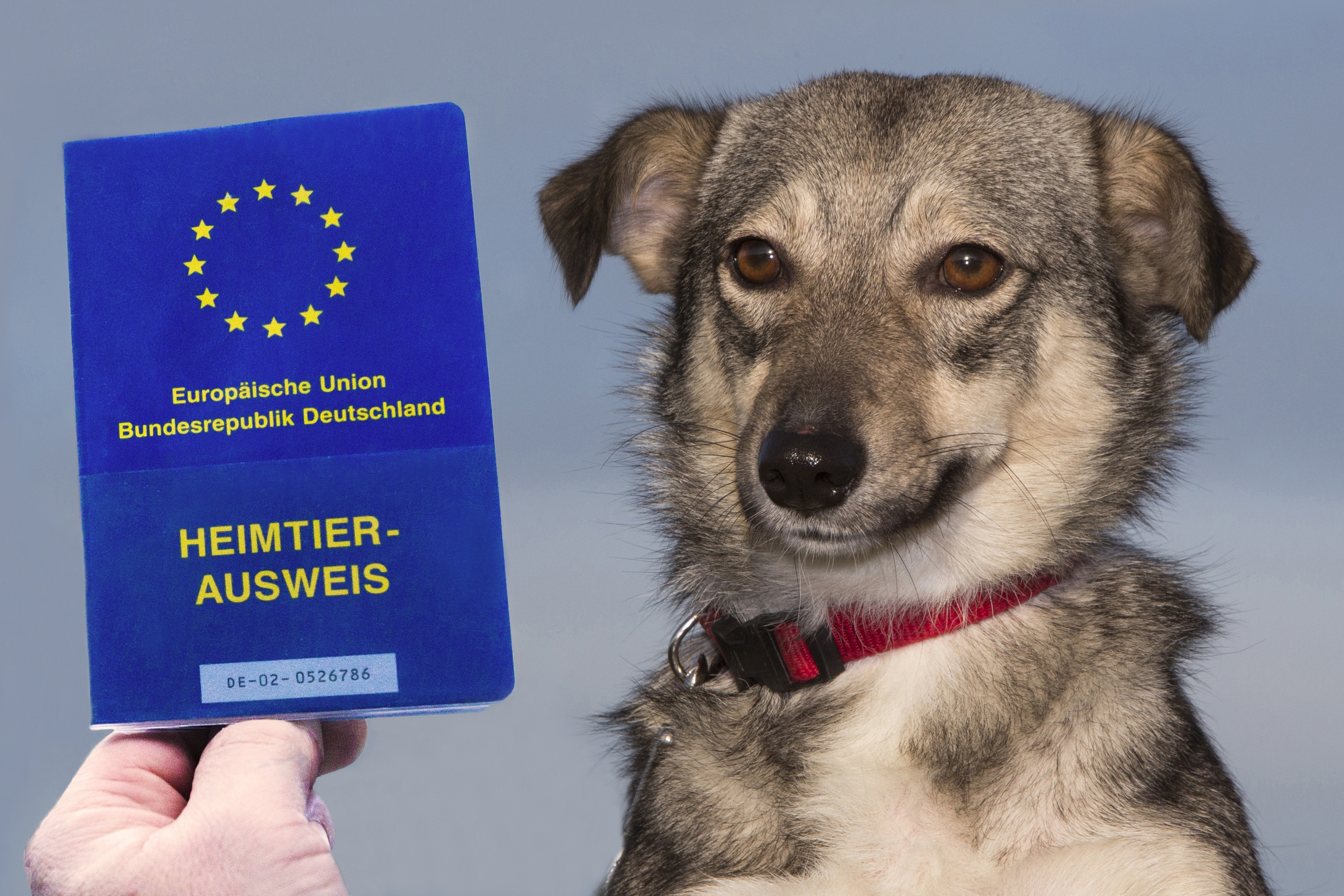 Neue Reiseregelungen für Heimtiere - Ab 2015 gibt es einen neuen Heimtierpass - Bereits ausgestellte Heimtierpässe bleiben unverändert gültig