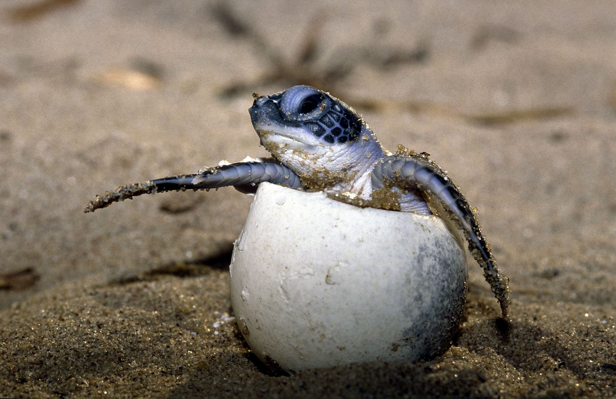 Schildkröte - Foto: WWF-Canon/Roger LeGuen